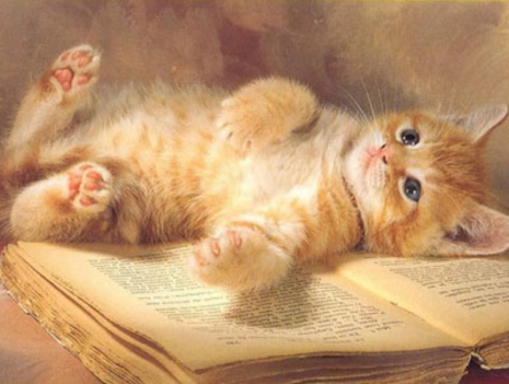 cica pihen a könyvön