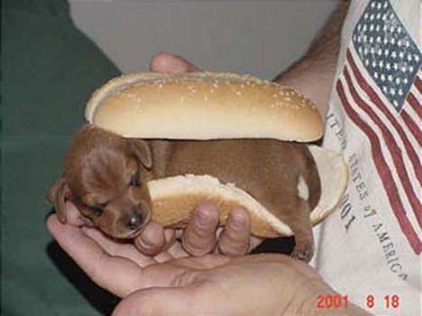 Hot dog?