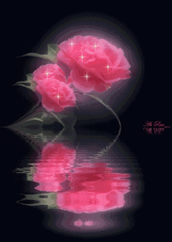 rózsaszín rózsa 2  36