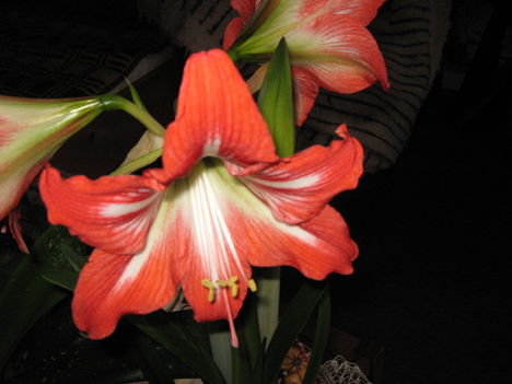 Amarilis nonapra 002