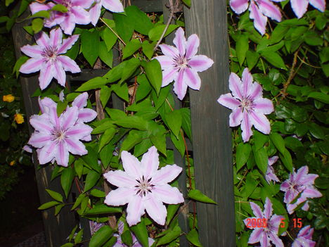 Clematis