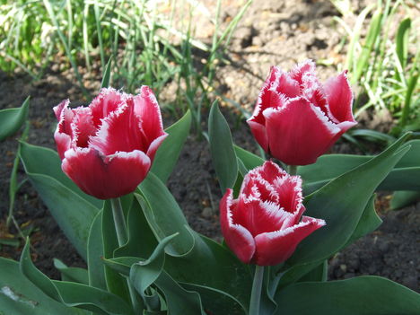 Három szál tulipán a sziklakertünkben
