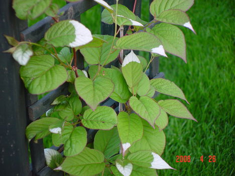 Mandzsur kiwi