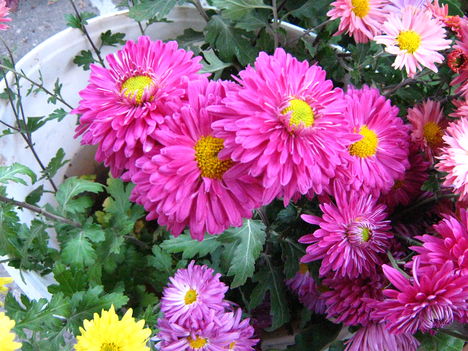 Mindenszentek 2008 005