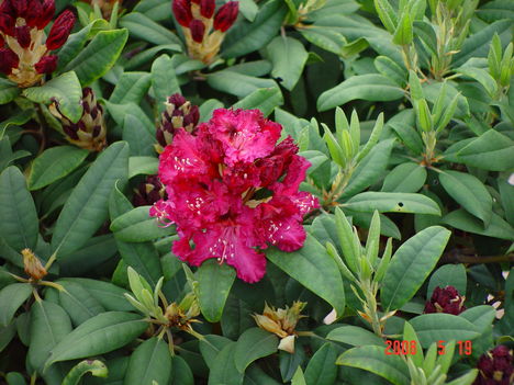 Rhododendron