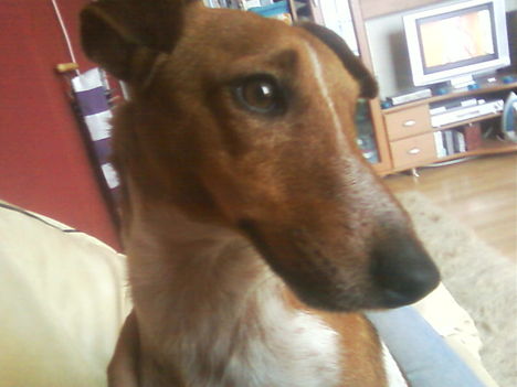 Rudolf
