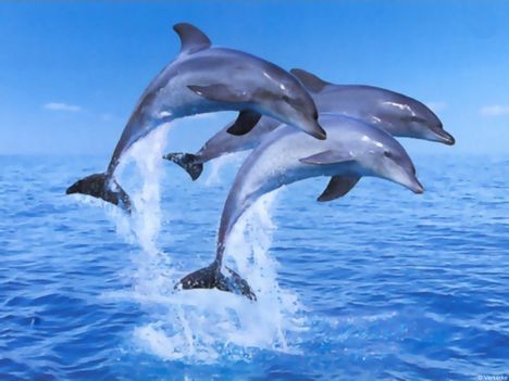 delfin20