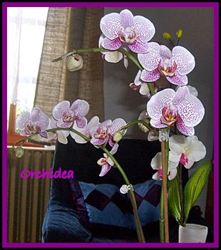 orchidea
