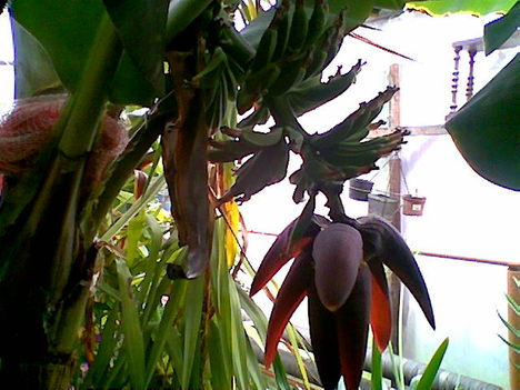 Virágzó banánfa