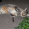 pami-es-a-zeller-