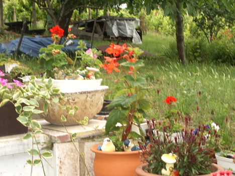 szőlő 2008 jún 001