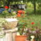 szőlő 2008 jún 001