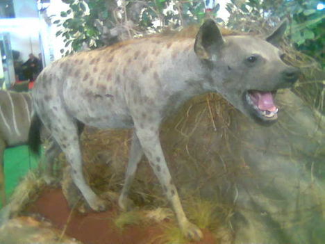 A hiéna