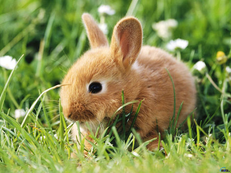 animal_0032