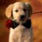 animal_0108