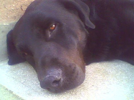 roky 4