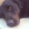 roky 4