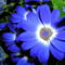 kék virág