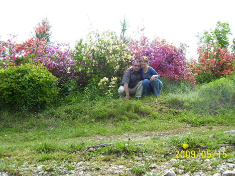 Rododendrok és Azáleák szinpompája