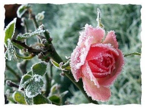 rózsa télen