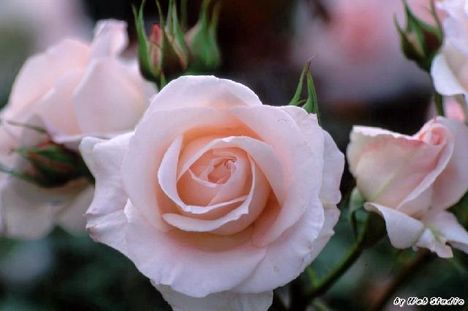 rózsaszin rózsa