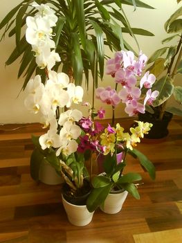 orhideák