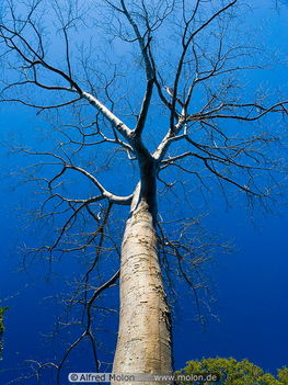 12 Tree and sky