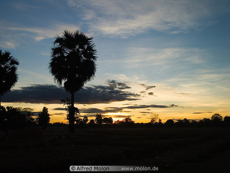 22 Sunset and palm tree