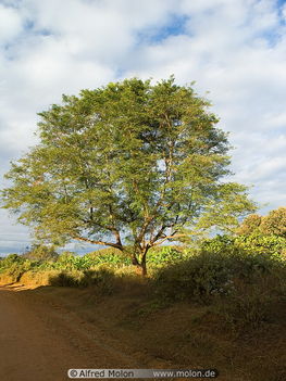 28 Tree along the road