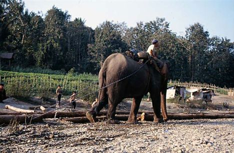 _lg_elephant_power