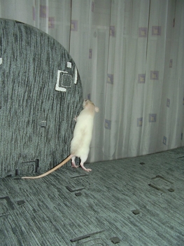 C.