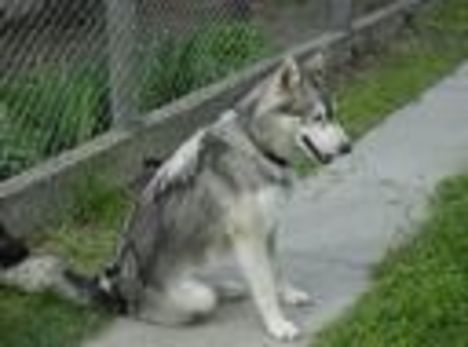 Husky a kedvencem.....