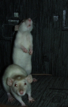 Mo. &amp; C.