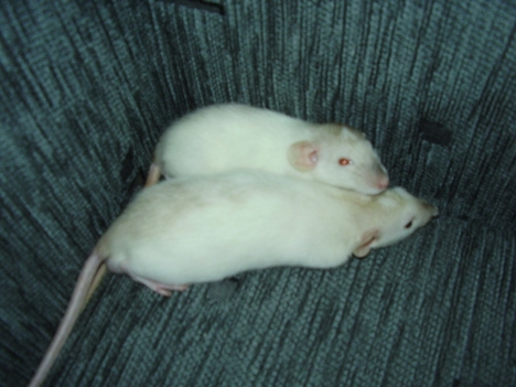 Mo. &amp; C. szunya