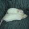 Mo. &amp; C. szunya