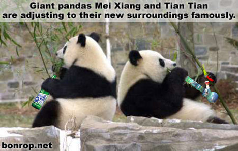 pandas
