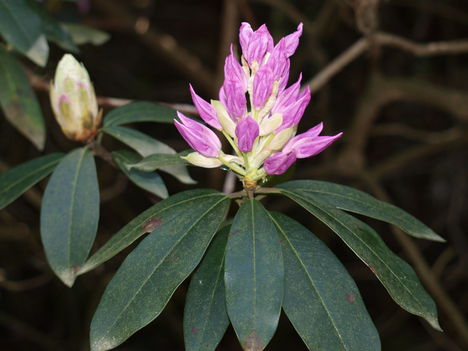 Rododendron