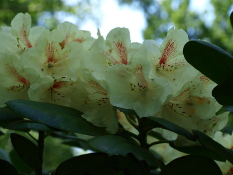 Rododendron