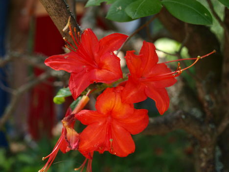 Rododendron