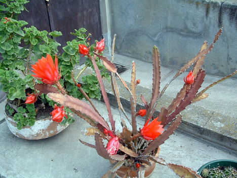 2009.05.19 Kaktusz