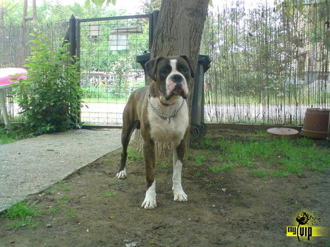 Kutya 8