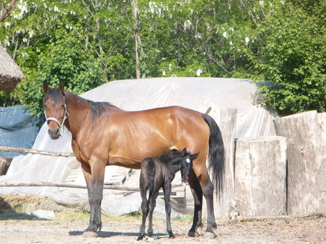 Lady és Vadóc 087