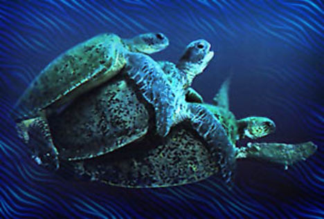 teknősök