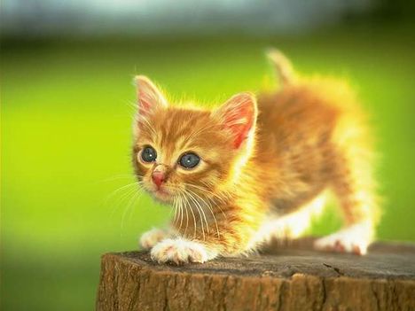 macska cat_0010