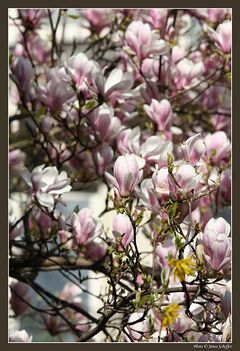 Magnolia viragzás