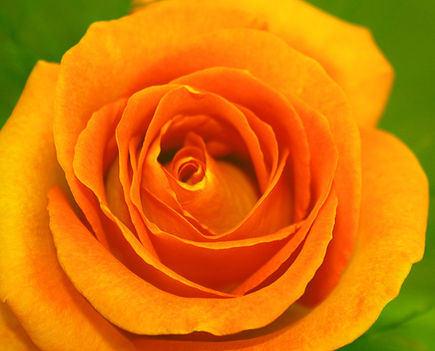 Narancssárga rózsa Csaba kedvence!