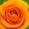 Narancssárga rózsa Csaba kedvence!