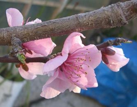 flowering_peach1