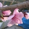 flowering_peach1