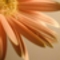 gerbera-7